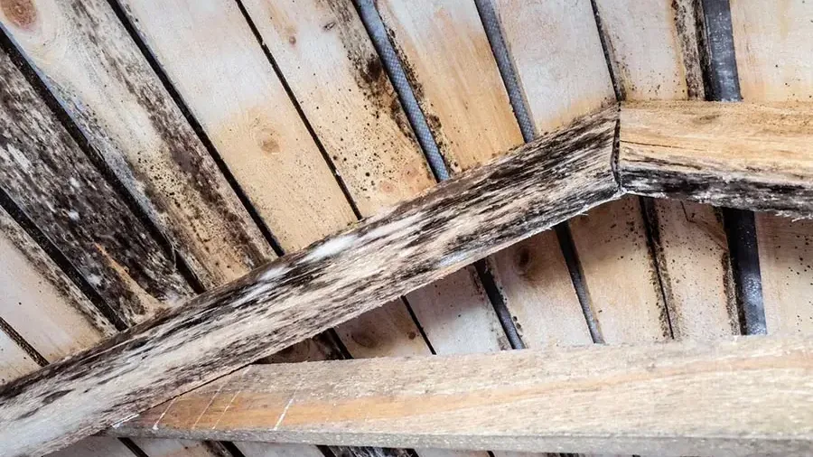 Roof sheathing and rafters stained by water in an attic after a roof leak